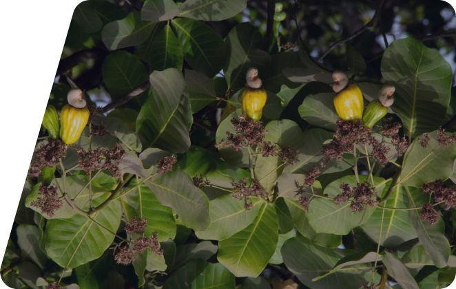 cashew
